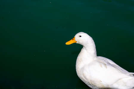 duck swimming white duck on green waterの写真素材