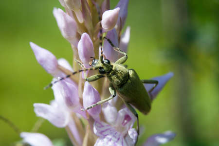 beetles Cerambycidae alone of us are sitting on a purple flower