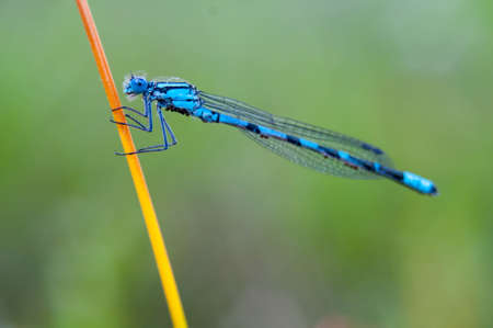 arrow blue dragonfly sitting on a blade of grass on a background of green vegetation swampの写真素材