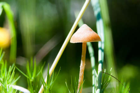 small mushroom toadstool growing in the sun on a swamp next to a bushの写真素材