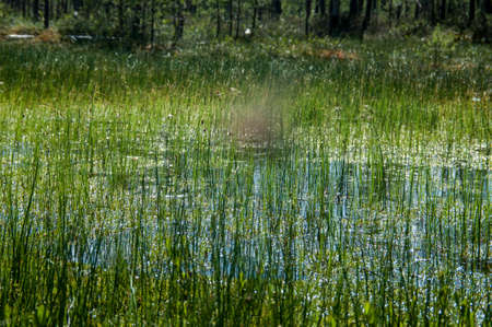 marsh, bog, grassy reeds, reflections on the surface on the forest background
