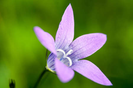 a large purple flower of a rare type of bell is ready for pollinationの写真素材