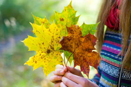 Yellow autumn leaves in female hands in parkの写真素材