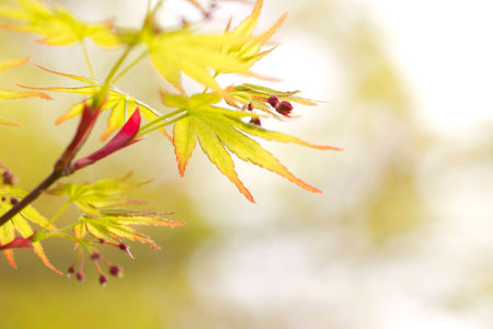 Closeup of insect on the leavesの写真素材