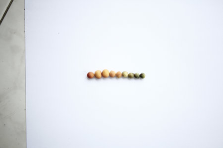 Coffee beans on a white background. Coffee beans on a white background.の写真素材
