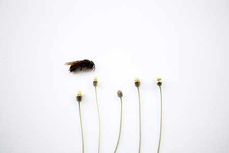 Grasshopper and flower on white background with copy space.の写真素材