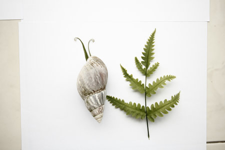 Snails and fern leaves on white background. Flat lay.の写真素材