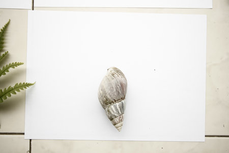 Shell on white sheet of paper with space for text, top viewの写真素材