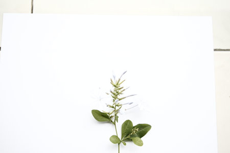 White paper with flower on the white background, closeup of photoの写真素材