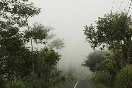 Trees on the road in the fog, Chiang Mai, Thailandの写真素材