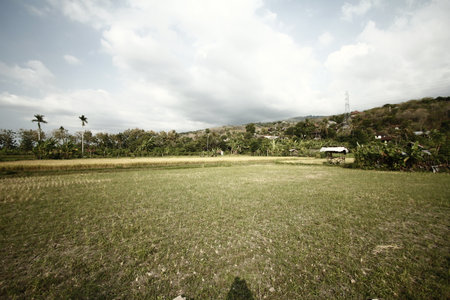 Landscape of paddy field with blue sky and white clouds.の写真素材