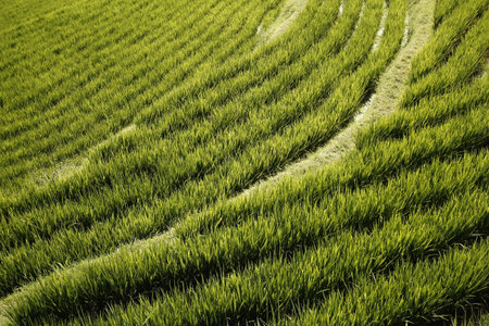 Rice field in south korea,Rice field in south korea.の写真素材