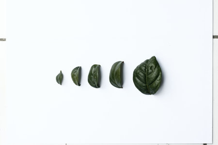 Green leaves on white background. Top view. Flat lay. Copy space.の写真素材