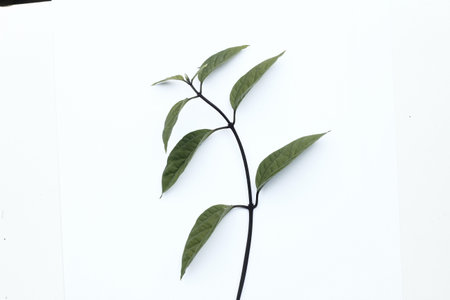 Green leaves on white background, closeup of photo. Nature backgroundの写真素材