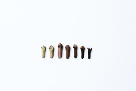 Cloves and cloves on white background. Cloves and cloves on white backgroundの写真素材
