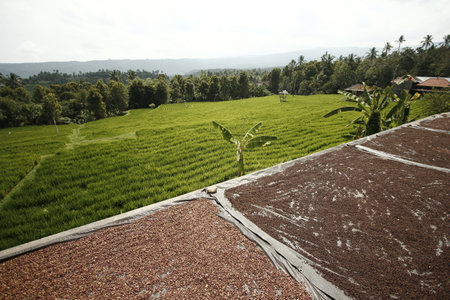Rice terraces in Mae Chaem, Chiang Mai, Thailandの写真素材
