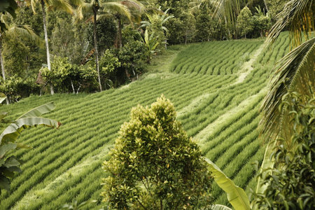 Rice terraces on Bali island, Indonesia. Bali is one of the most beautiful places in the world.の写真素材