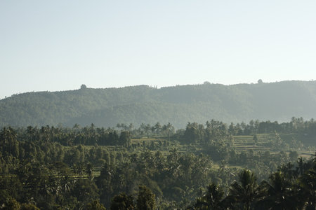 landscape of rice fields in bali, indonesia.の写真素材
