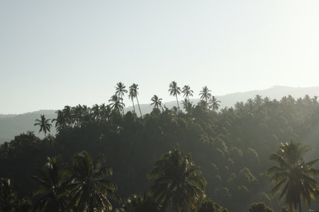 Palm trees on the top of a hill in Sri Lanka.