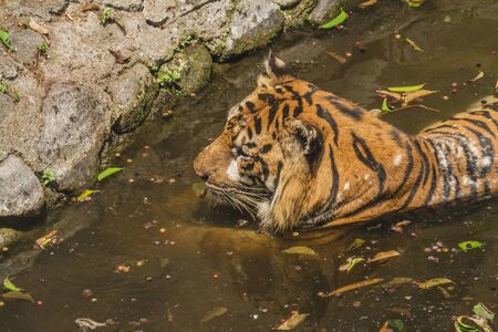 Beautiful tigress taking a bath in the cageの写真素材
