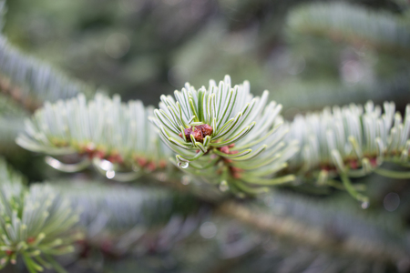 drop of water on a branch of a fir tree