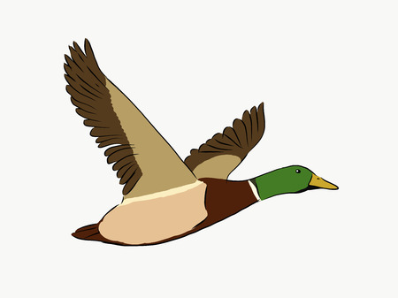 a duck is flyingのイラスト素材