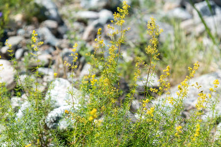 Yellow wild flowers of Altai, Russia