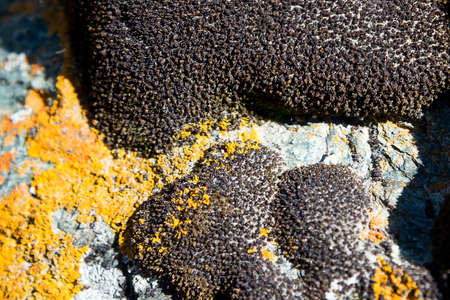 Sunny stone of Altai close-up, unusual texture