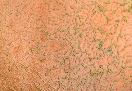 Texture and background skins pumpkin, orange toneの写真素材