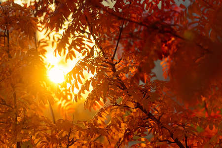 Sunlight through rowan branches at sunrise, red autumn. Yellow light of the sun, red leaves