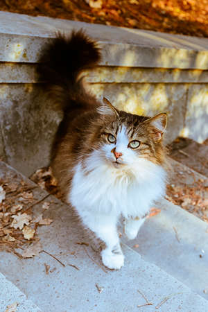 Wild cat of the park colors. It is clear that there is a white skin on it.の写真素材