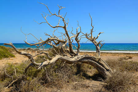 Dry juniper tree on Chrissi island, sea view, protected area, Greeceの写真素材