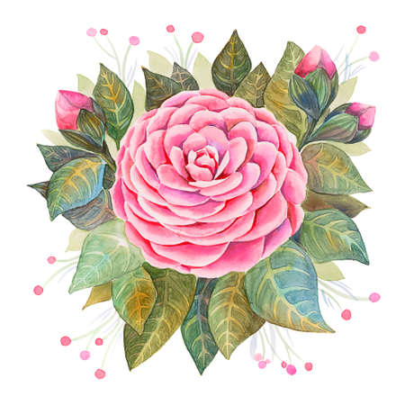 Watercolor hand drawn camellia flower illustration. A large round flower similar to a rose in the center, leaves in a circle on a white background, for cards, magnets, invitations and other purposes.の写真素材