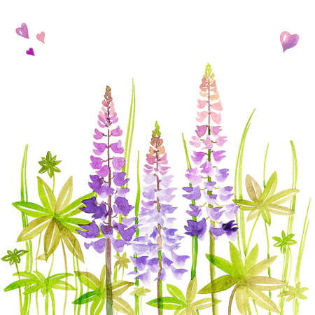 Lilac lupins with leaves, on a white background, watercolor handmade.の写真素材