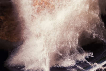 Fragment of white mold close-up. As if white threads stretched from top to bottom, like mountains and caves.の写真素材
