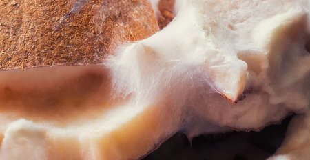 A fragment of pieces of peeled coconut with white mold, lie on top of each other, close-up.の写真素材