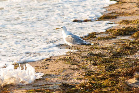 A seagull on the seashore, the foam of the wave reaches its paws, in the background the waves, in front of the sand and algae.の写真素材