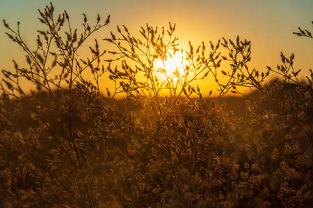 Southern steppe plant thorn at sunset, dark silhouette against the background of the golden sunの写真素材