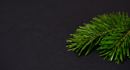 Pine branch close-up on a black background, on the right in the corner. Place for text,...