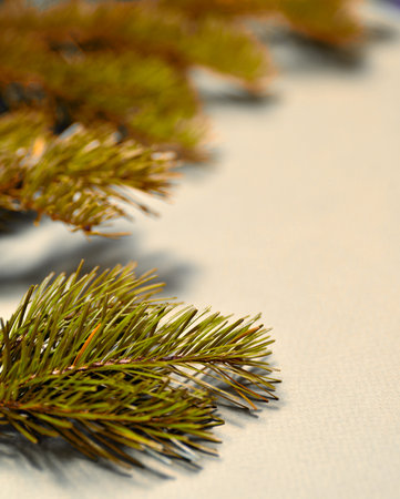 Green branches of pine and spruce lie on a green background, close-up, all the needles are visible....