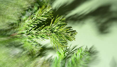 Green branches of pine and spruce lie on a green background, close-up. Place for text, inscriptions....