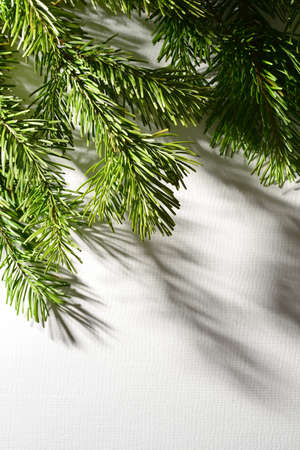 Green branches of pine and spruce lie on a green background, close-up, all the needles are visible. Place for text, inscriptions. New Year, Christmas, winter and cold season. Vertical.の写真素材