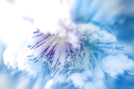 Pine branch covered with snow, close-up on a blurred background of purple and blue color, the effect of diverging rays. Empty space for text.の写真素材