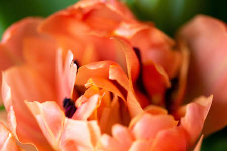 Orange peony tulip close-up macro shot, top view. Curly petals with the texture of veins, in some places stamens are visible. Background for the text congratulations for various holidays.の写真素材