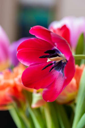Red tulip cultivar with many petals macro photography on a pink background of other tulips. For congratulations on weddings, mothers day, international womens day and birthdays.の写真素材