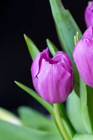 Purple tulip cultivar with many petals macro photography on a pink background of other tulips. For...