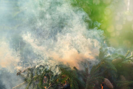 Smoke from smoldering pine branches, illuminated by sunlight. A little fire is visible below, cones...