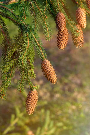 Fir branch with a pine cone on a blurred green background. You can clearly see the needles on the...