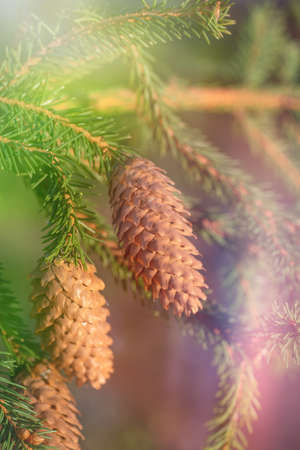 Fir branch with two cones on a blurred green background. The needles on the branches, the sunlight is from above, the background for the postcard is vertical.の写真素材