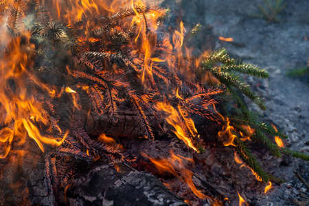 Spruce branches are on fire, close-up of an orange dangerous flame. A fragment of a fire in which trees are burned. The background on which shows a dangerous natural element of fire.の写真素材